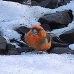 "Was´n das für´n bunter Vogel?"