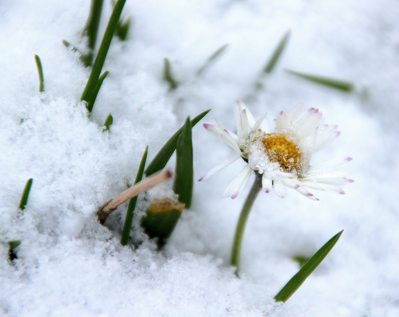 Was´n, haben wir etwa schon Winter ??? ... ´16 / 0704.b.Zs