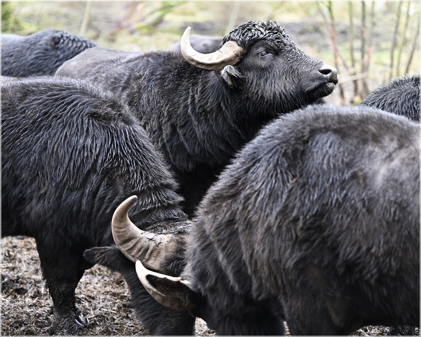 Was'n los da? – Wisent in der Herde