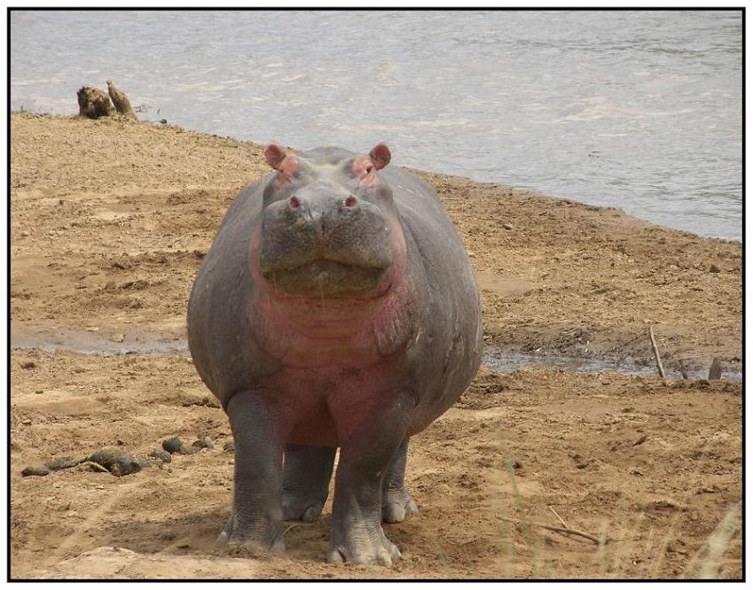 Was´n? No nie ein Hippo gesehen - oder was?