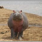 Was´n? No nie ein Hippo gesehen - oder was?