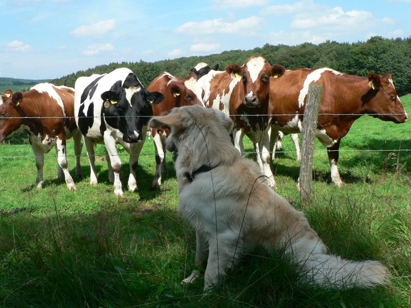 was,nie ein Hund gesehen ?