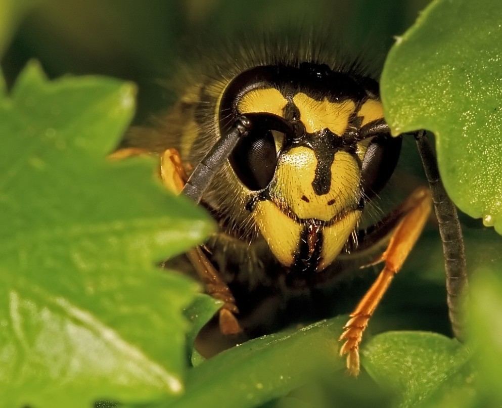 Wasp Foto & Bild animals, wildlife, insects Bilder auf