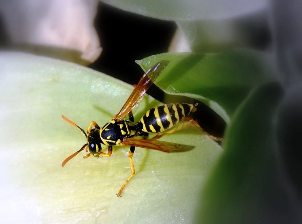 WASP