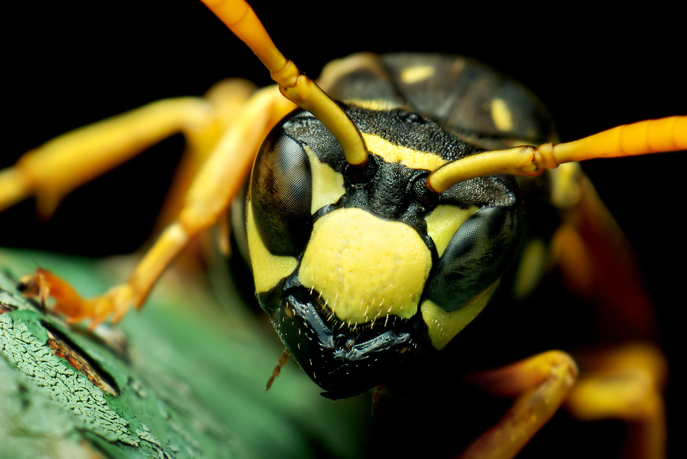 wasp Foto & Bild animals, wildlife, insects Bilder auf