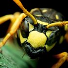 wasp