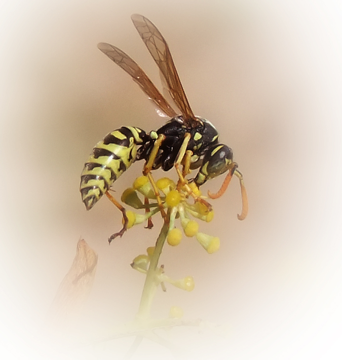 Wasp