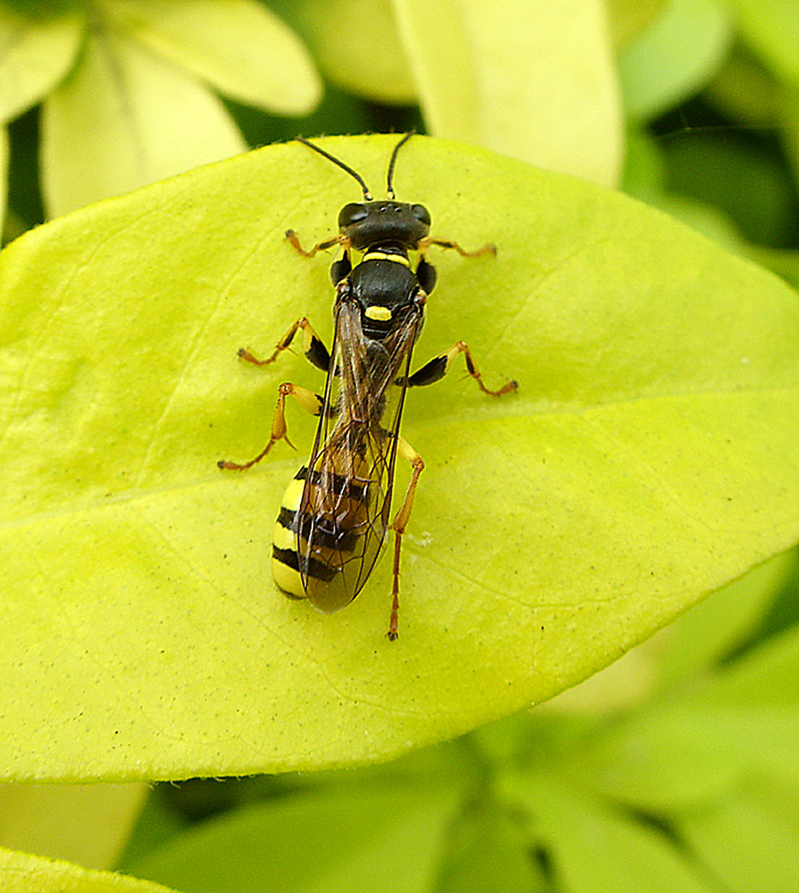 Wasp