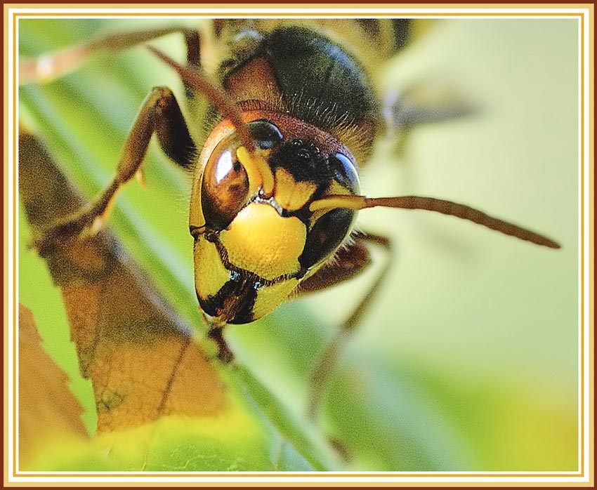 Wasp