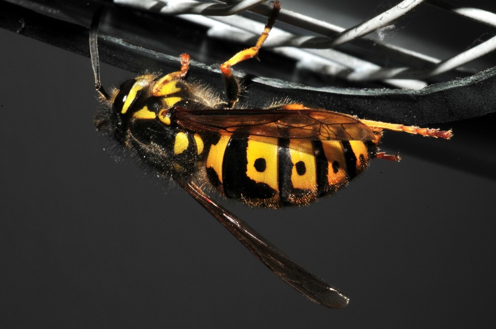 Wasp