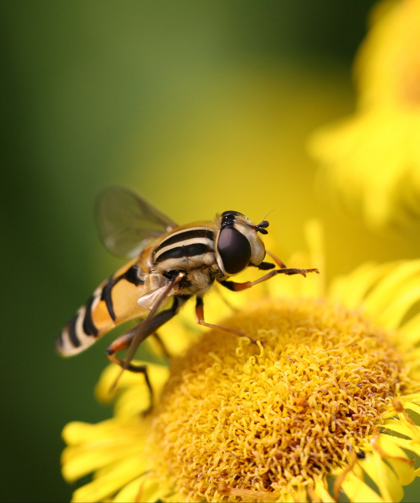 Wasp busy washing it self.