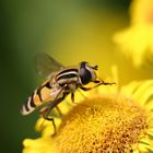 Wasp busy washing it self.