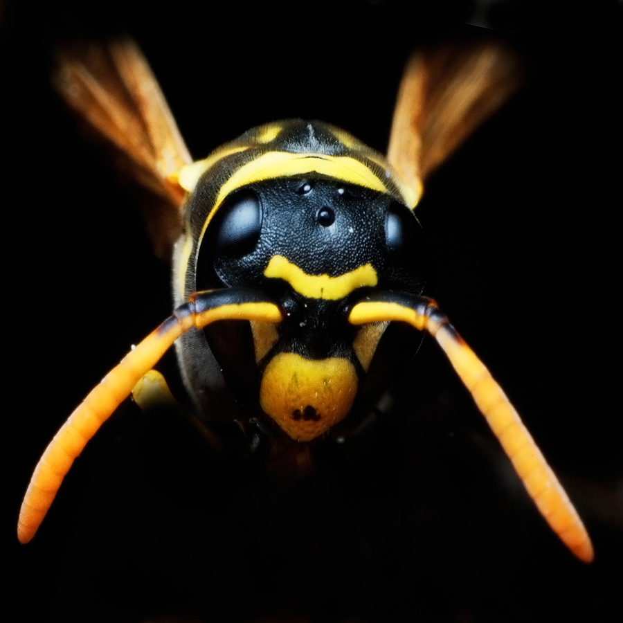 wasp