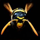 wasp