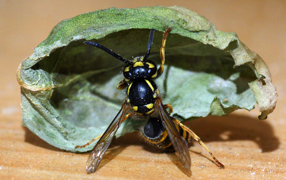 wasp