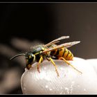 Wasp