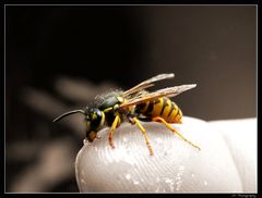 Wasp