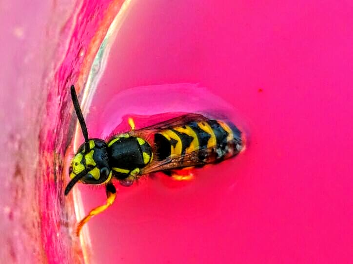 Wasp drinking sweet juice