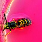 Wasp drinking sweet juice