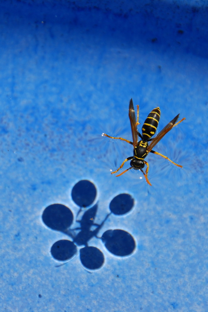 wasp drinking water