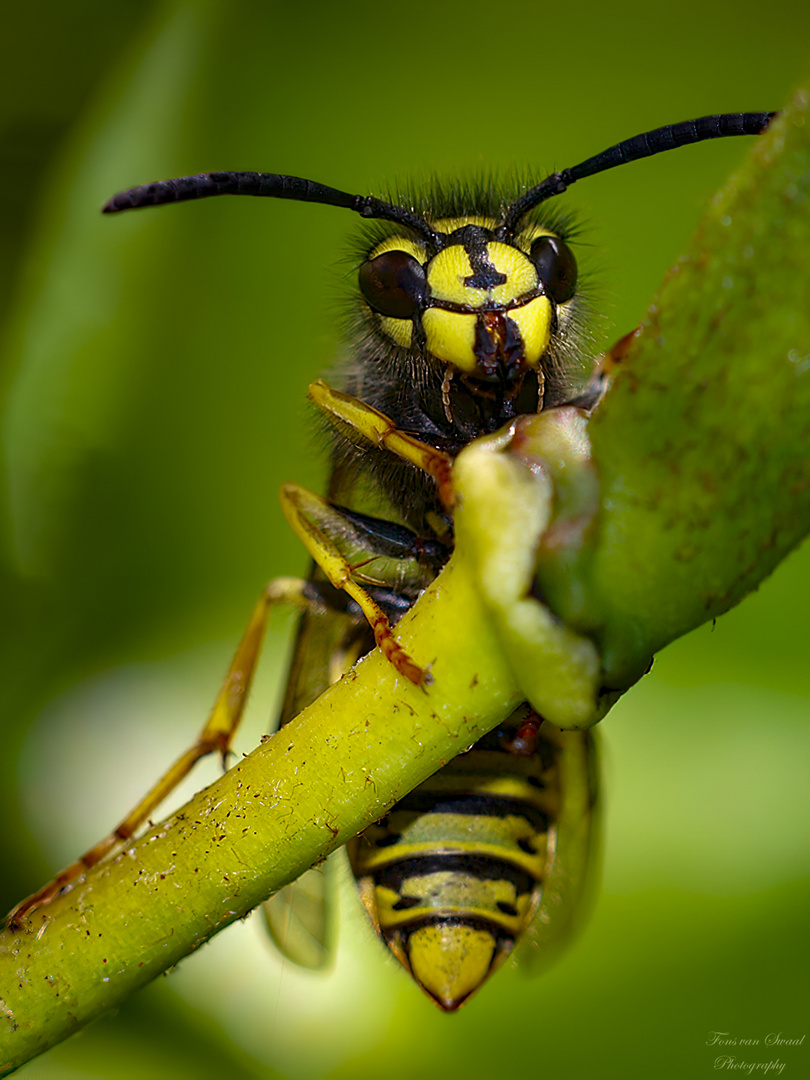 WASP