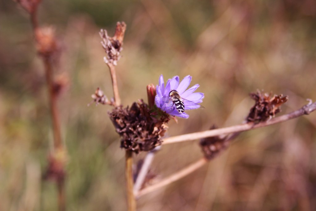 Wasp & flower