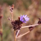 Wasp & flower