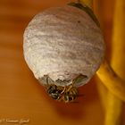 Wasp house building