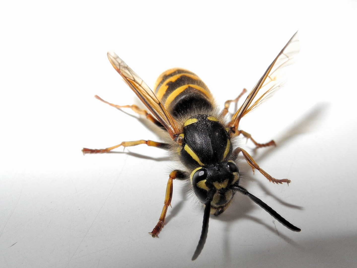 Wasp in my Kitchen