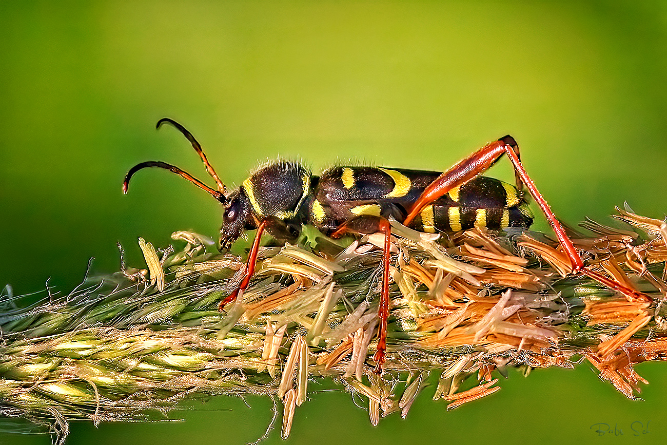 Wasp longhorned beetle