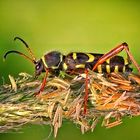 Wasp longhorned beetle