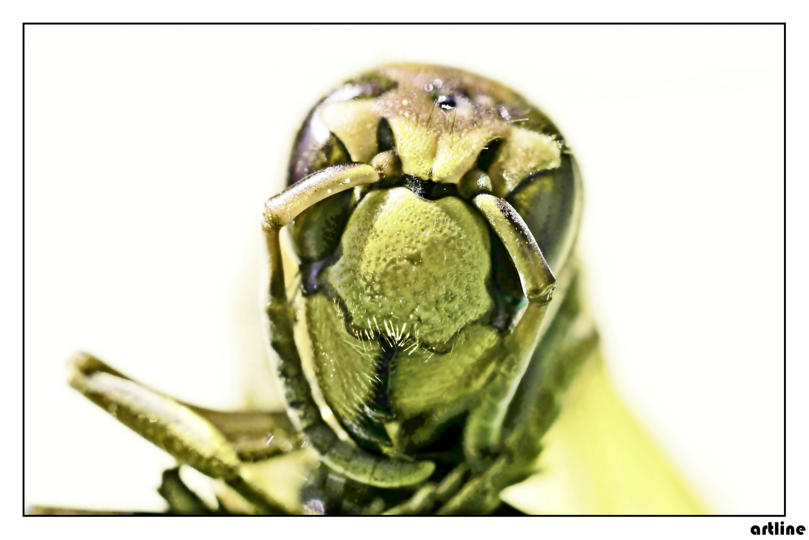 wasp macro