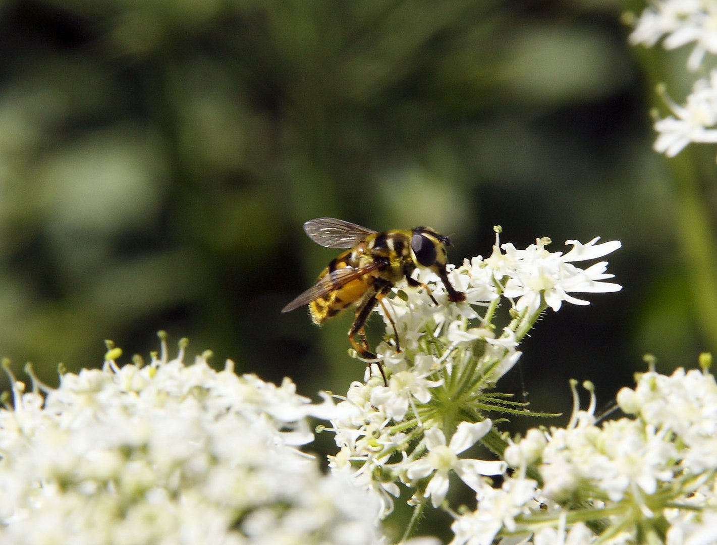 wasp on a flower