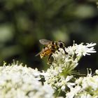 wasp on a flower