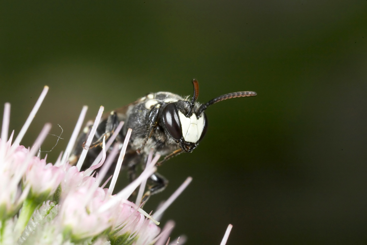 Wasp on Astrantia