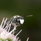 Wasp on Astrantia