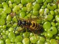 Wasp on Duckweed di Fons van Swaal