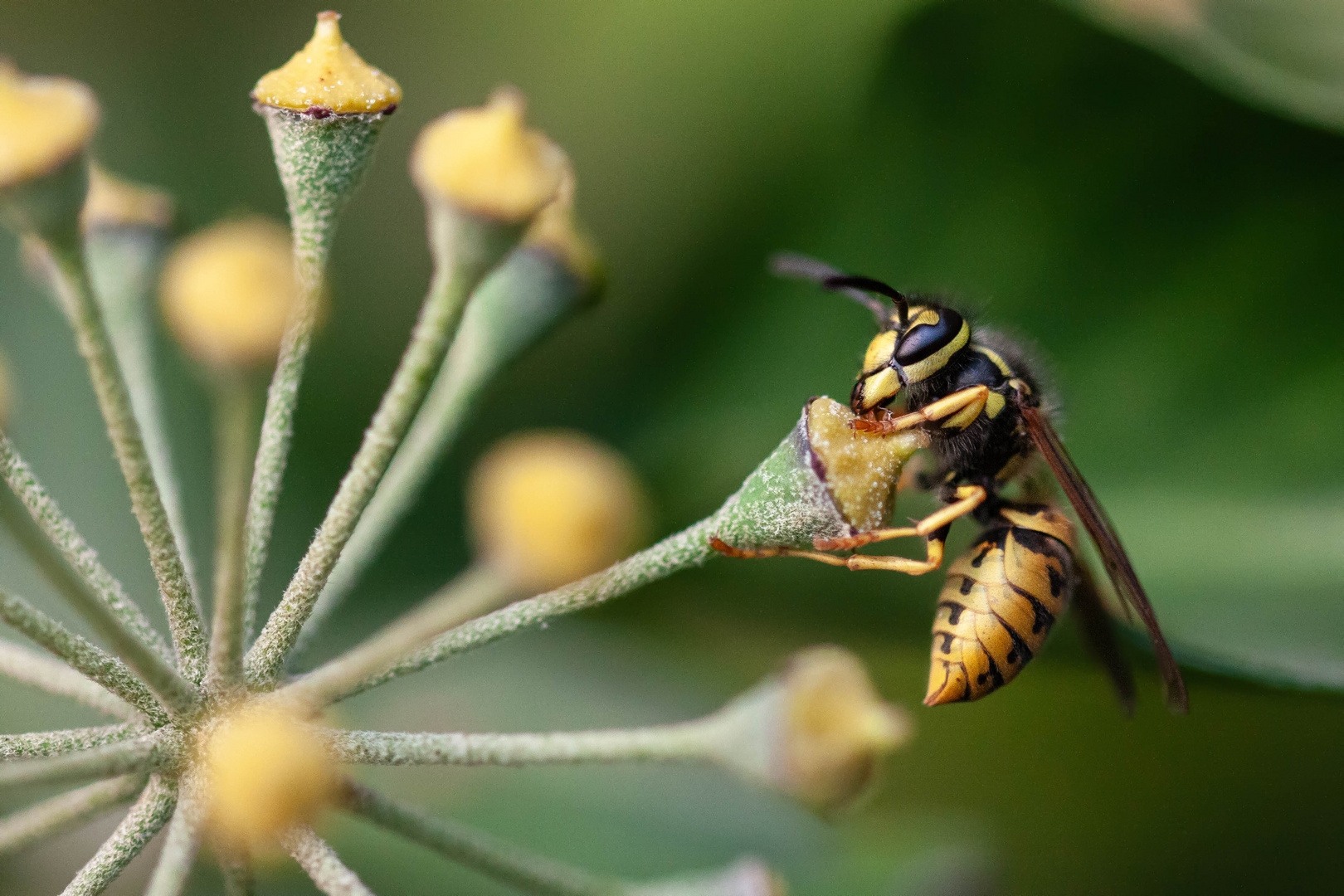 Wasp on ivy