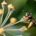 Wasp on ivy