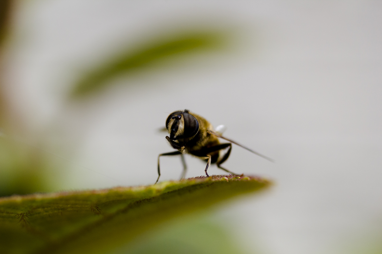 Wasp on leaf