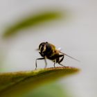 Wasp on leaf