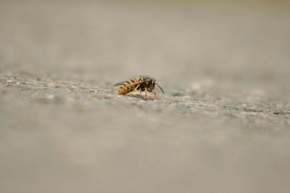 Wasp on the Street