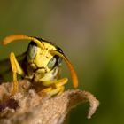 Wasp portrait