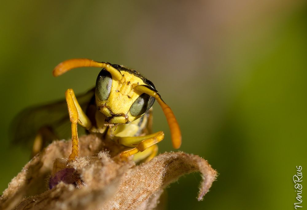 Wasp portrait