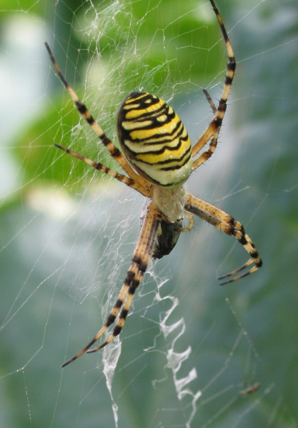 Wasp-Spider