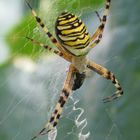 Wasp-Spider