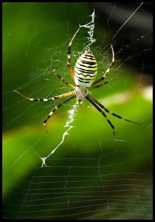 Wasp spider (Argiope bruennichi)