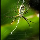 Wasp spider (Argiope bruennichi)