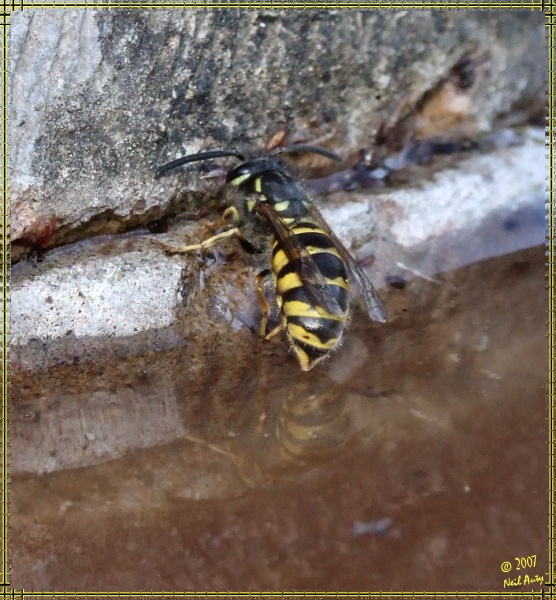 Wasp taking on fluids