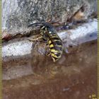 Wasp taking on fluids